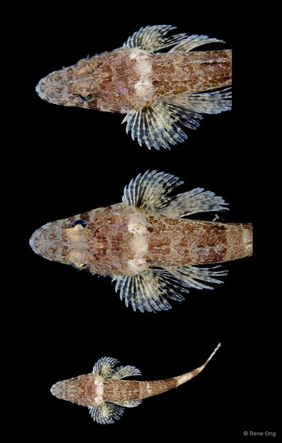 Platycephalidae sp. "5514TB1-002"•&copy; Rene Ong•All Rights Reserved