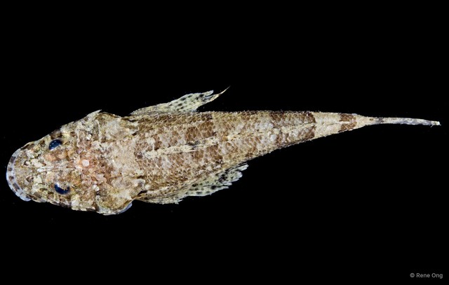 Platycephalidae sp. "5517TB1-001"•&copy; Rene Ong•All Rights Reserved