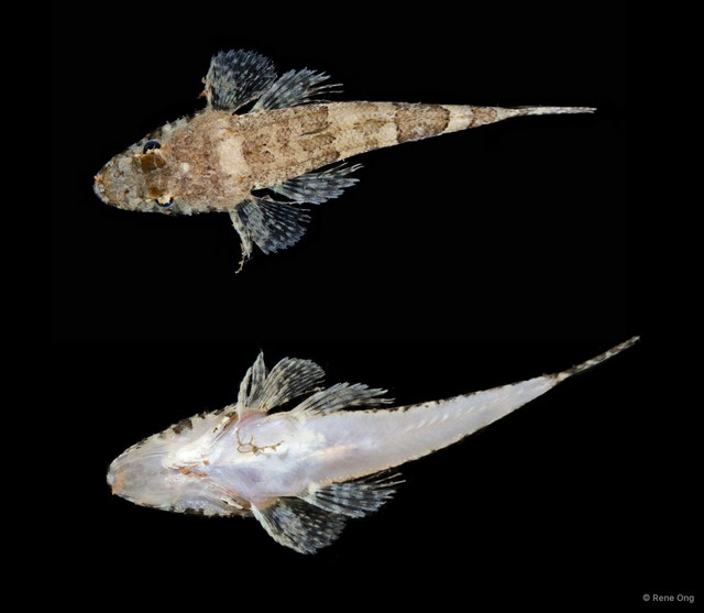 Platycephalidae sp. "SEA-2628"•&copy; Rene Ong•All Rights Reserved