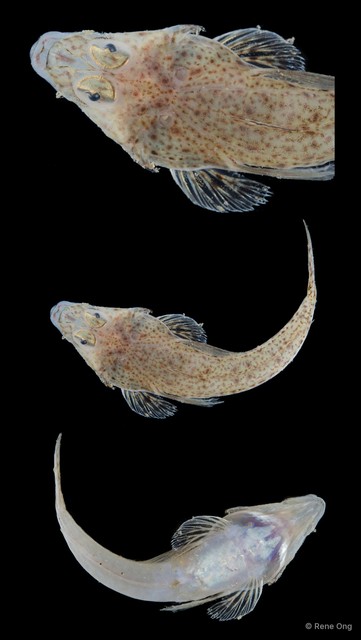 Platycephalidae sp. "SEA-7214"•&copy; Rene Ong•All Rights Reserved
