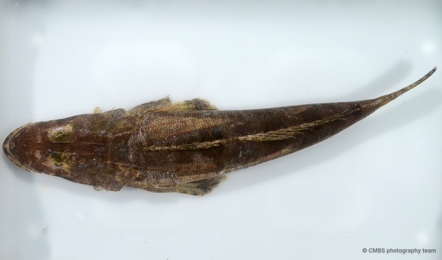 Platycephalidae sp. "SS-3149"•&copy; CMBS photography team•All Rights Reserved
