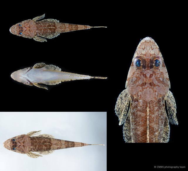 Platycephalidae sp. "SS-4469"•&copy; CMBS photography team•All Rights Reserved