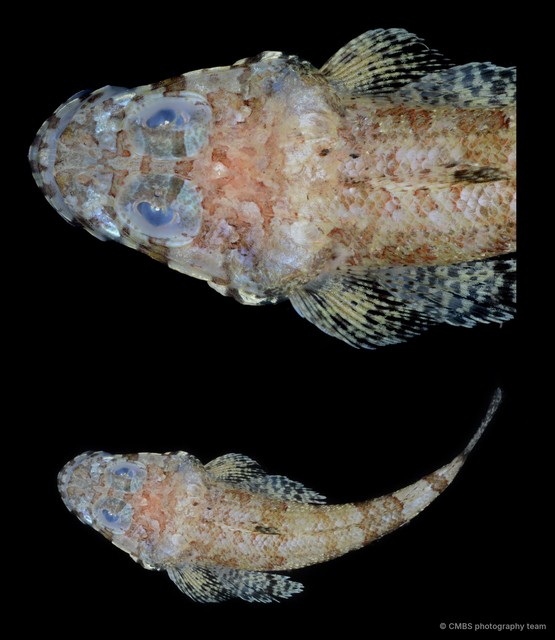 Platycephalidae sp. "TB28"•&copy; CMBS photography team•All Rights Reserved