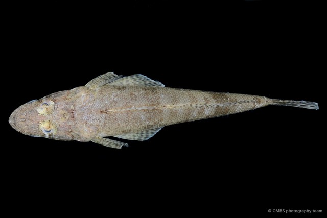 Inegocia sp. "JS-0365"•&copy; CMBS photography team•All Rights Reserved