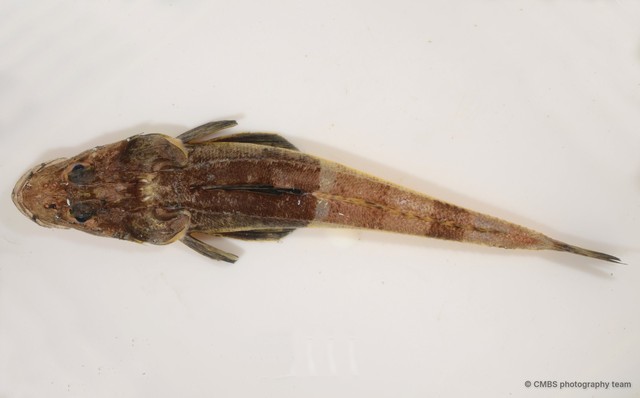 Inegocia sp. "JS-1230"•&copy; CMBS photography team•All Rights Reserved