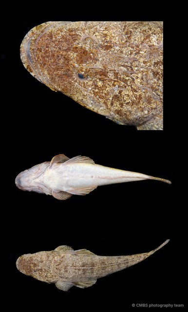 Platycephalus indicus•&copy; CMBS photography team•All Rights Reserved