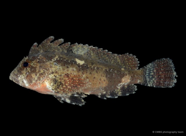 Paracentropogon longispinis•&copy; CMBS photography team•All Rights Reserved