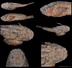 Trachicephalus uranoscopus•&copy; CMBS photography team•All Rights Reserved