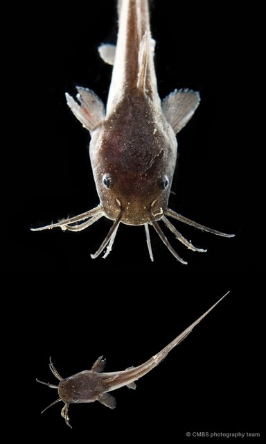 Ariidae sp. "69cdc966"•&copy; CMBS photography team•All Rights Reserved