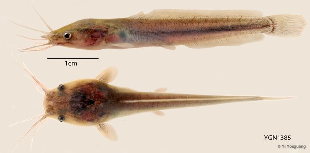 Clarias batrachus•&copy; Yi Youguang•All Rights Reserved