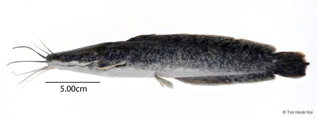 Clarias gariepinus•&copy; Tan Heok Hui•All Rights Reserved