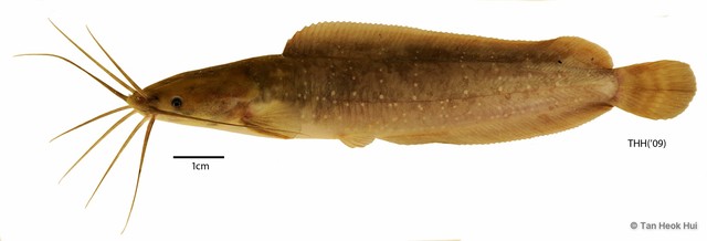 Clarias leiacanthus•&copy; Tan Heok Hui•All Rights Reserved