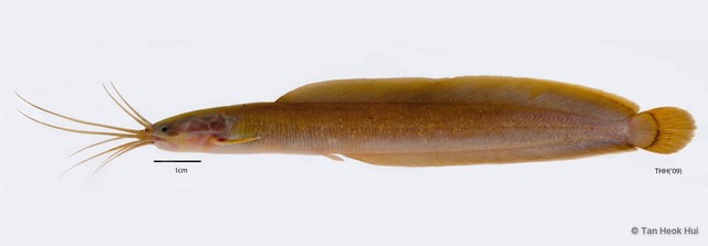 Clarias nieuhofii•&copy; Tan Heok Hui•All Rights Reserved