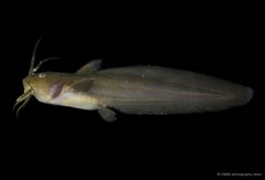 Paraplotosus albilabris•&copy; CMBS photography team•All Rights Reserved