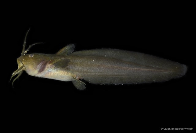 Paraplotosus albilabris•&copy; CMBS photography team•All Rights Reserved