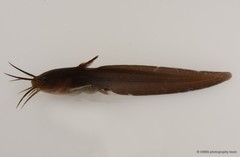 Paraplotosus albilabris•&copy; CMBS photography team•All Rights Reserved