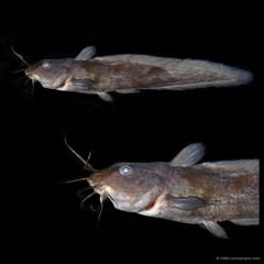 Paraplotosus albilabris•&copy; CMBS photography team•All Rights Reserved