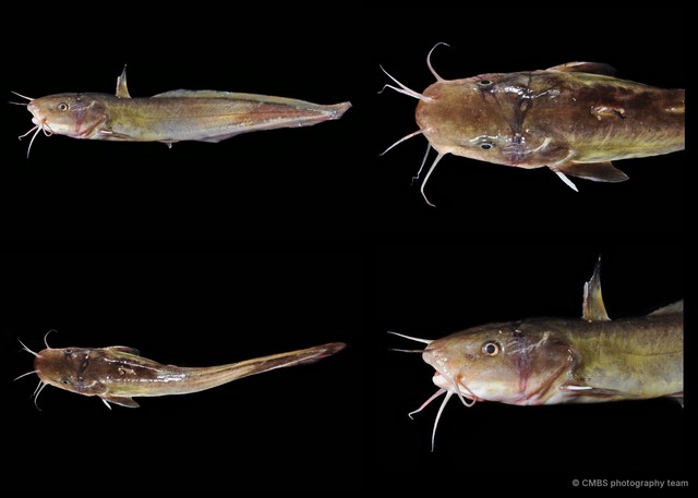 Plotosus lineatus•&copy; CMBS photography team•All Rights Reserved