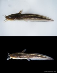 Plotosus lineatus•&copy; CMBS photography team•All Rights Reserved