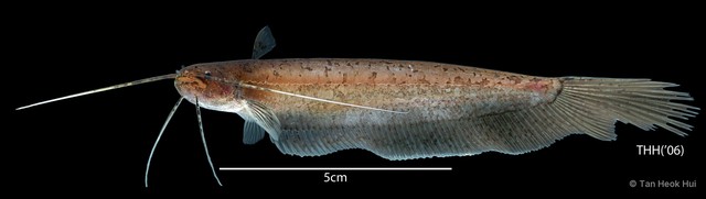 Silurichthys hasseltii•&copy; Tan Heok Hui•All Rights Reserved