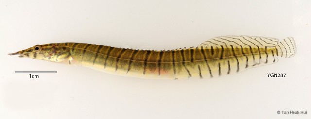 Macrognathus zebrinus•&copy; Tan Heok Hui•All Rights Reserved