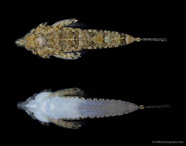 Callionymidae sp. "SS-3152"•&copy; CMBS photography team•All Rights Reserved