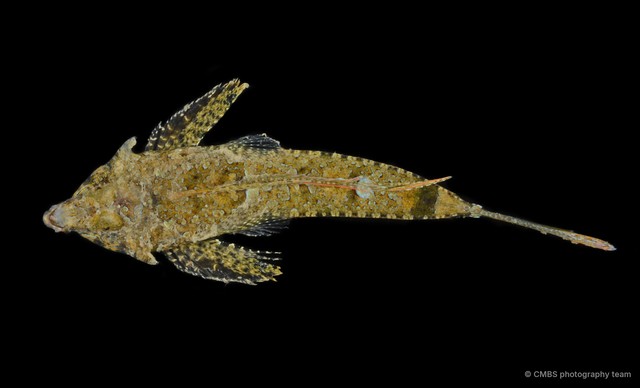 Callionymus schaapii•&copy; CMBS photography team•All Rights Reserved