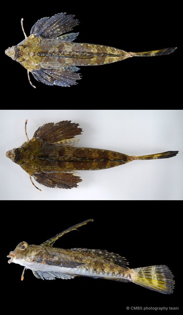Dactylopus dactylopus•&copy; CMBS photography team•All Rights Reserved