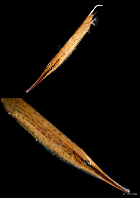 Centriscidae sp. "ba052663"•&copy; Rene Ong•All Rights Reserved
