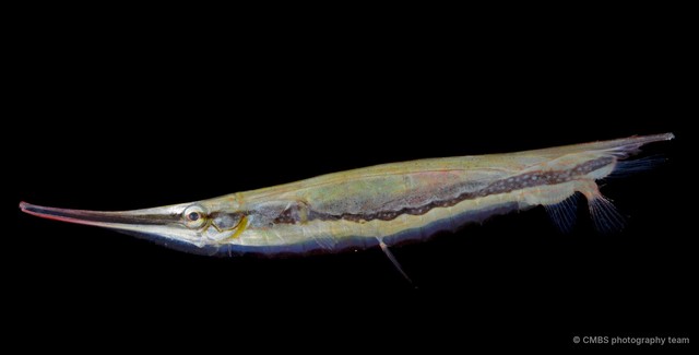 Centriscus sp. "SS-0224"•&copy; CMBS photography team•All Rights Reserved