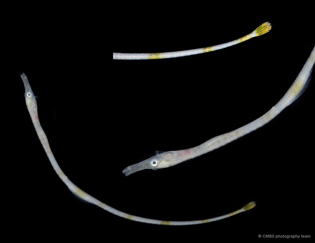 Syngnathinae sp. "JS-1573"•&copy; CMBS photography team•All Rights Reserved