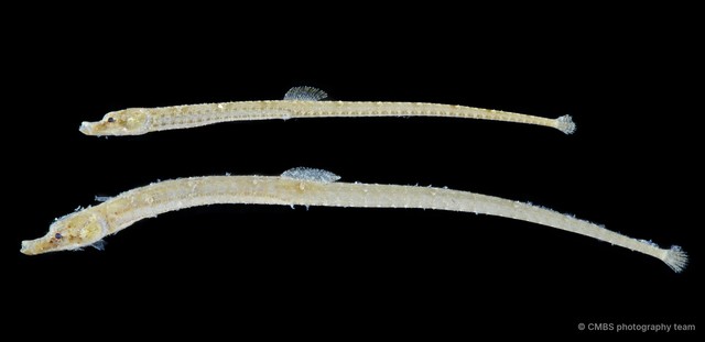 Syngnathinae sp. "JS-2703"•&copy; CMBS photography team•All Rights Reserved