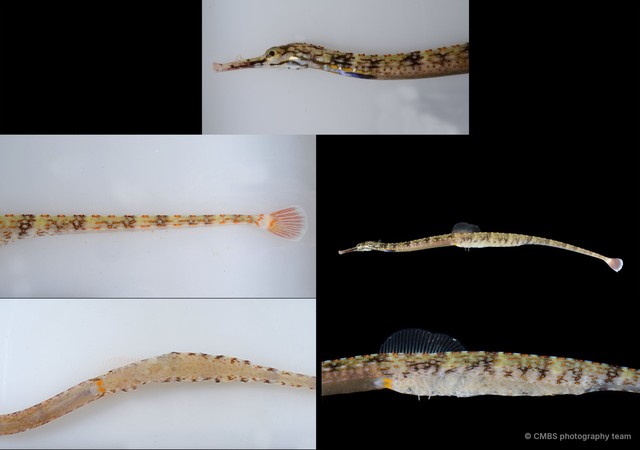 Syngnathinae sp. "JS-4834"•&copy; CMBS photography team•All Rights Reserved