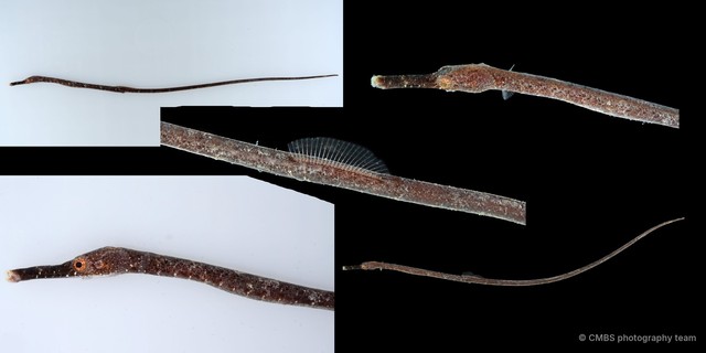 Syngnathinae sp. "JS-4837"•&copy; CMBS photography team•All Rights Reserved