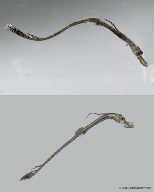 Syngnathinae sp. "SS-4187"•&copy; CMBS photography team•All Rights Reserved