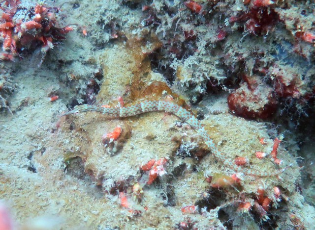 Corythoichthys ocellatus•&copy; Daisuke Taira•All Rights Reserved