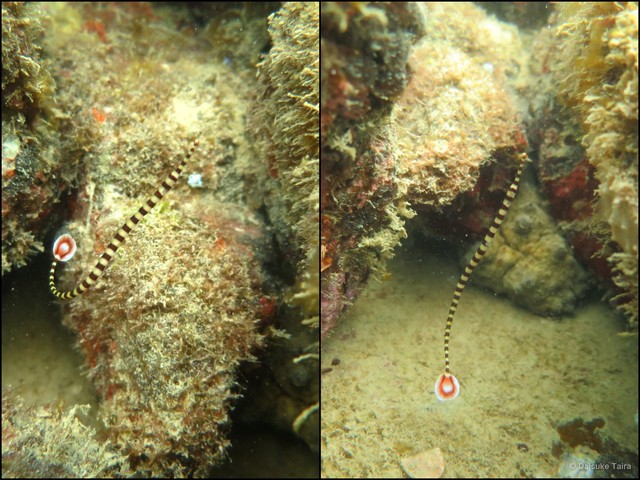 Dunckerocampus dactyliophorus•&copy; Daisuke Taira•All Rights Reserved