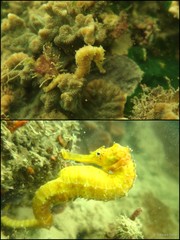 Hippocampus comes•&copy; Daisuke Taira•All Rights Reserved