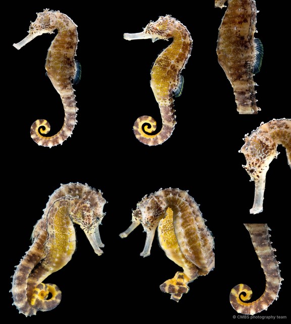 Hippocampus comes•&copy; CMBS photography team•All Rights Reserved