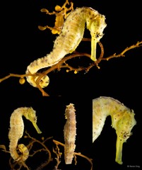 Hippocampus comes•&copy; Rene Ong•All Rights Reserved