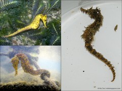 Hippocampus kuda•&copy; Ria Tan•All Rights Reserved
