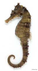 Hippocampus kuda•&copy; Rene Ong•All Rights Reserved