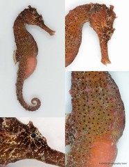 Hippocampus kuda•&copy; CMBS photography team•All Rights Reserved