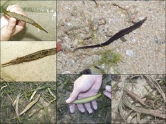 Syngnathoides biaculeatus (Bloch, 1785)