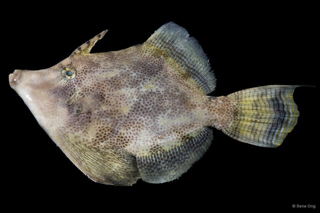Monacanthidae sp. "SEA-4080"•&copy; Rene Ong•All Rights Reserved