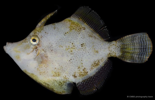 Monacanthidae sp. "SS-2254"•&copy; CMBS photography team•All Rights Reserved