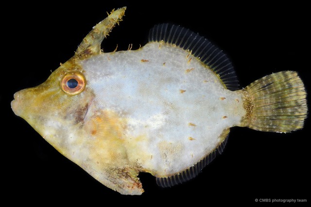 Monacanthidae sp. "SS-3092"•&copy; CMBS photography team•All Rights Reserved