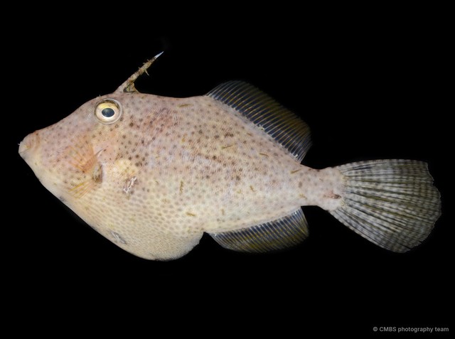 Monacanthidae sp. "SS-4176"•&copy; CMBS photography team•All Rights Reserved