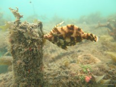 Acreichthys tomentosus•&copy; Daisuke Taira•All Rights Reserved