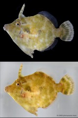 Acreichthys tomentosus•&copy; CMBS photography team•All Rights Reserved